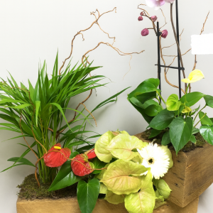Layering of plants