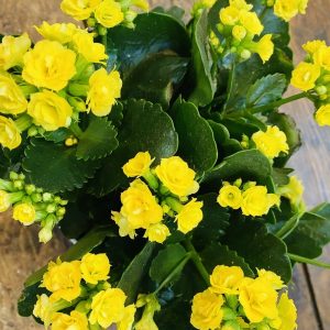 Flowering Kalanchoe plant