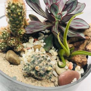 Terrarium cacti and succulents