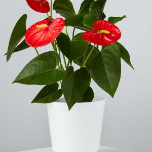 Corbeille, Un magnifique Anthurium 6 pouces avec cache pot