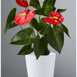 A magnificent Anthurium with flowerpot