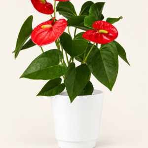 Corbeille, Un magnifique Anthurium 6 pouces avec cache pot sur fond ivoire