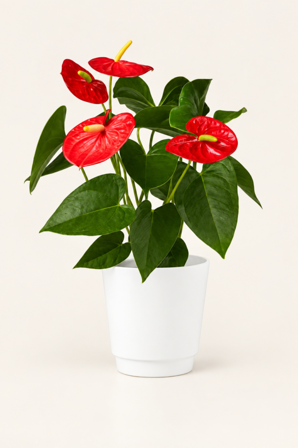 Corbeille, Un magnifique Anthurium 6 pouces avec cache pot sur fond ivoire