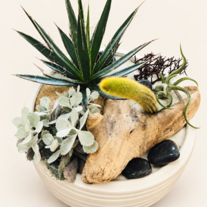 Terrarium en douceur sur fond ivoire