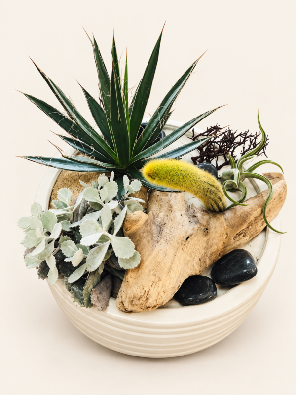 Terrarium en douceur sur fond ivoire
