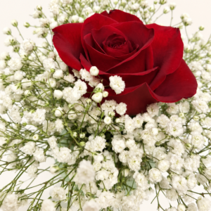 Rose rouge sur un nuage de gypsophile blanc sur fond ivoire