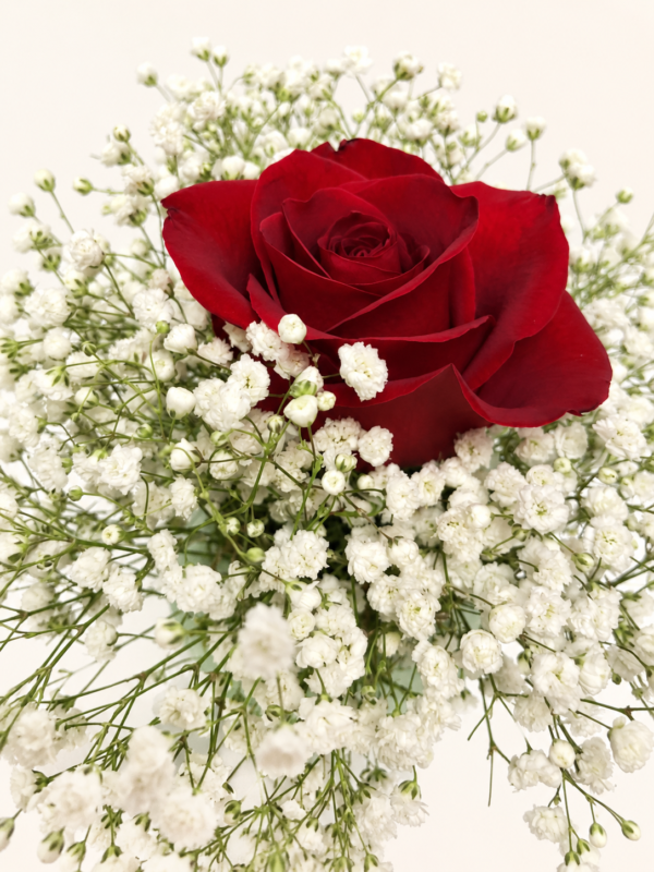 Rose rouge sur un nuage de gypsophile blanc sur fond ivoire