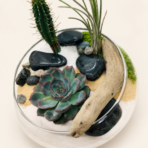 Terrarium le Q4 en douceur sur fond ivoire