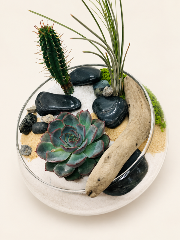 Terrarium le Q4 en douceur sur fond ivoire