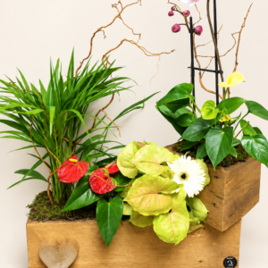 Corbeille montage Superposition de plantes sur fond ivoire
