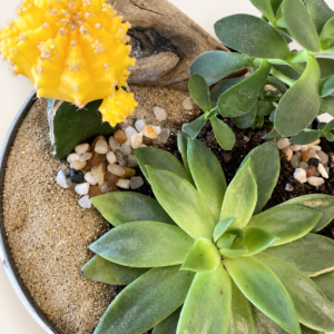 Terrarium Q4 sélection du fleuriste sur fond ivoire