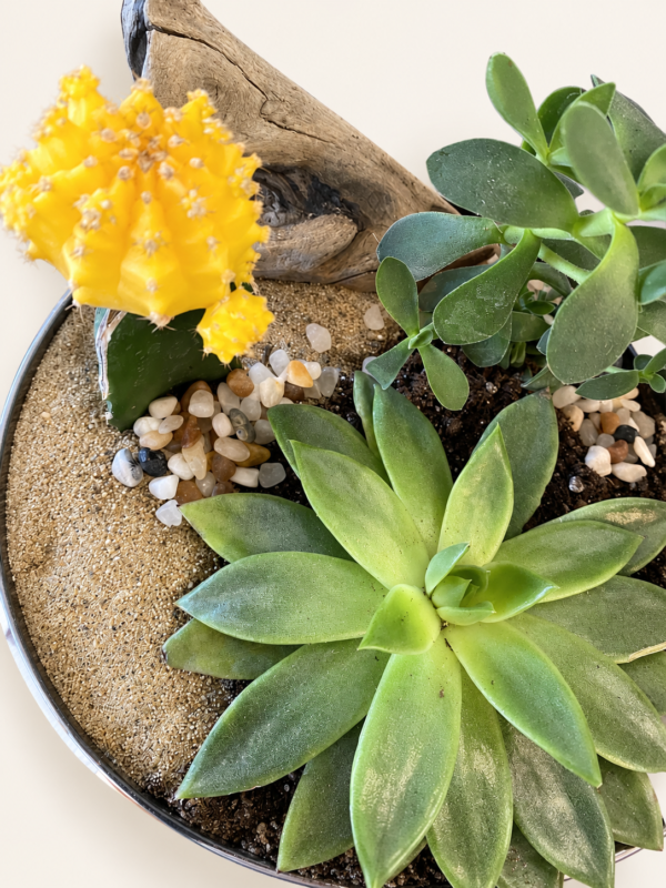 Terrarium Q4 sélection du fleuriste sur fond ivoire