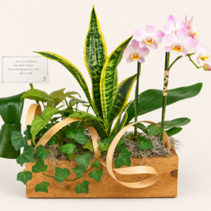 Panier de plantes avec orchidée sur fond ivoire