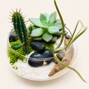 Terrarium le superbe sur fond ivoire