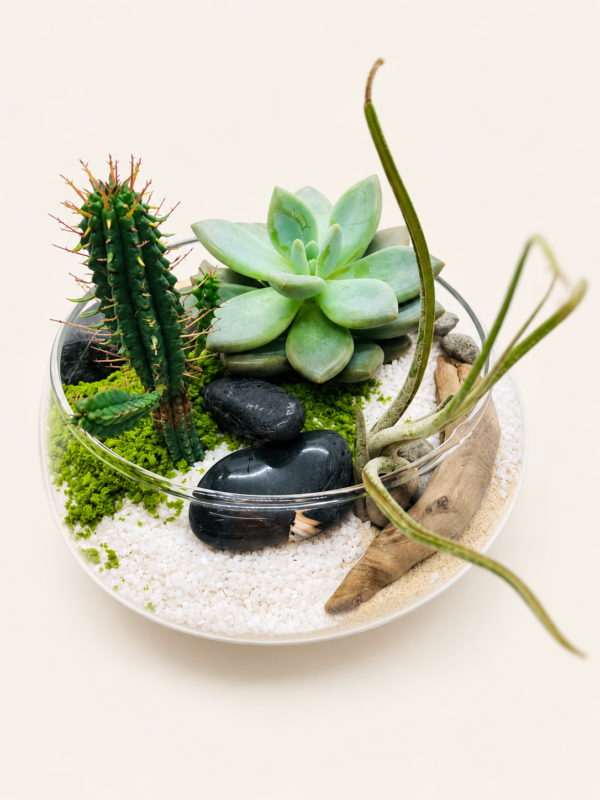 Terrarium le superbe sur fond ivoire