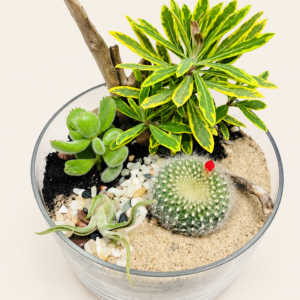 Superbe terrarium la jolie sur fond ivoire
