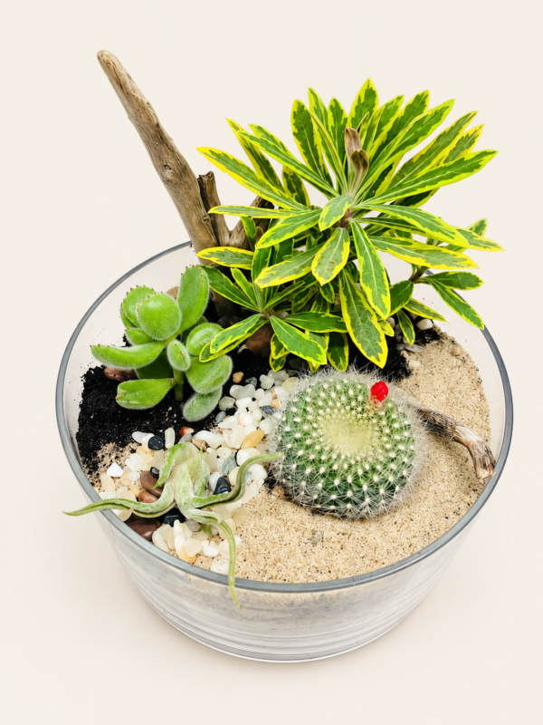 Superbe terrarium la jolie sur fond ivoire