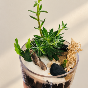Terrarium le désert avec succulentes, cactus, sable et pierre noire dans un bol de verre sur fond crème pâle