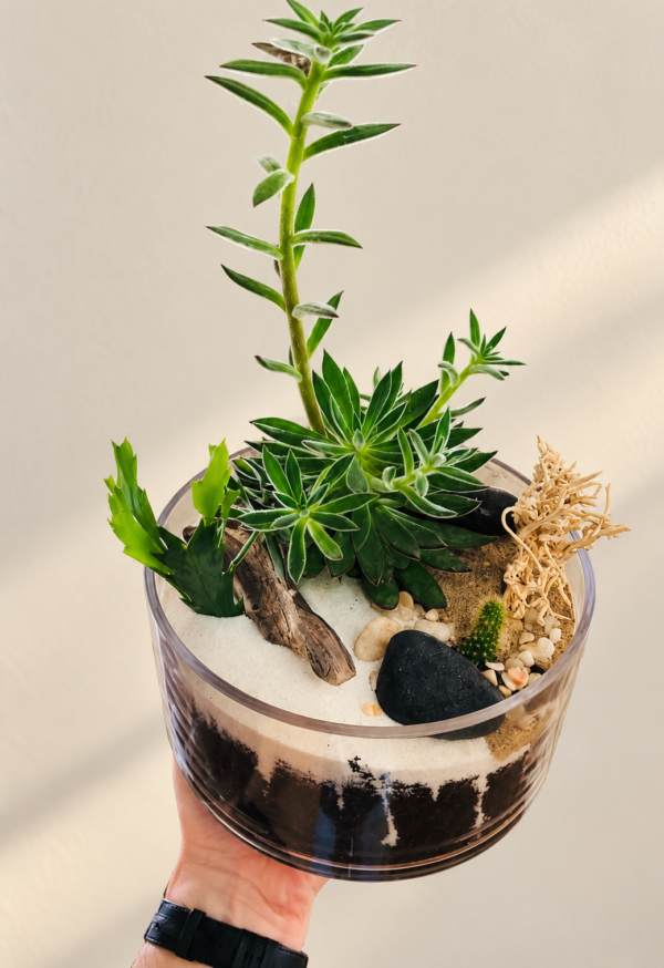Terrarium le désert avec succulentes, cactus, sable et pierre noire dans un bol de verre sur fond crème pâle