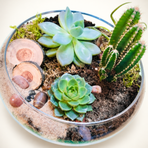 Terrarium Le magnifique avec succulentes, cactus, bois et pierres sur fond crème pâle