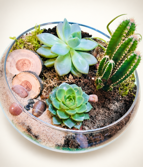 Terrarium Le magnifique avec succulentes, cactus, bois et pierres sur fond crème pâle