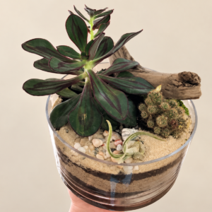 Terrarium le zen avec plante verte, cactus, bois et sable dans un bol de verre, sur fond crème pâle