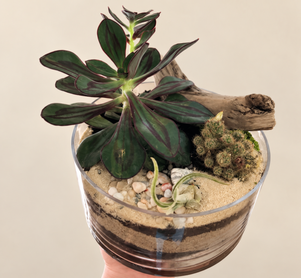 Terrarium le zen avec plante verte, cactus, bois et sable dans un bol de verre, sur fond crème pâle