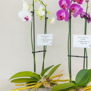 Corbeille avec un orchidée et boîte de bois