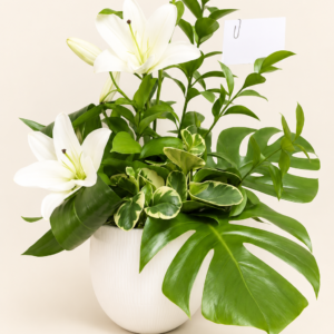 Corbeille plantes et lys blanc sur fond ivoire