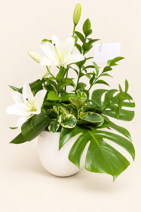 Corbeille plantes et lys blanc sur fond ivoire