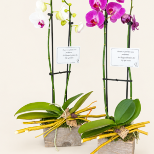 Corbeille avec un orchidée et boîte de bois sur fond ivoire