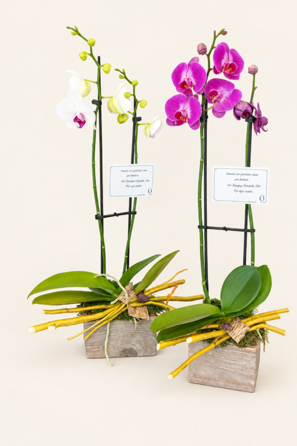 Corbeille avec un orchidée et boîte de bois sur fond ivoire