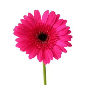 Gerbera fushia