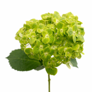 Hydrangée vert