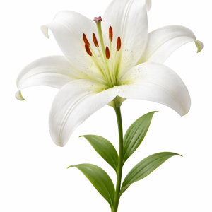 Lys