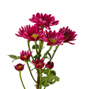 Marguerite mauve