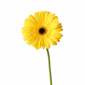 Gerbera jaune