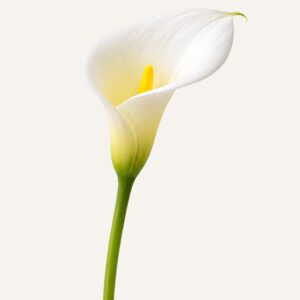 Calla blanc sur fond ivoire — Boutique Q4