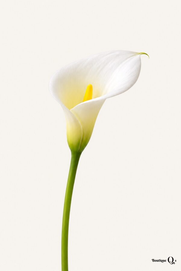Calla blanc sur fond ivoire — Boutique Q4