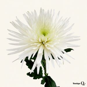 Chrysanthème Fidji blanc sur fond ivoire, logo original Boutique Q4