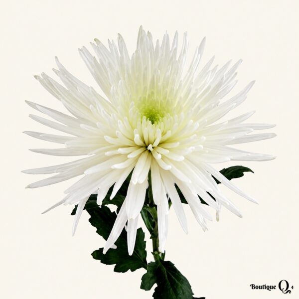 Chrysanthème Fidji blanc sur fond ivoire, logo original Boutique Q4