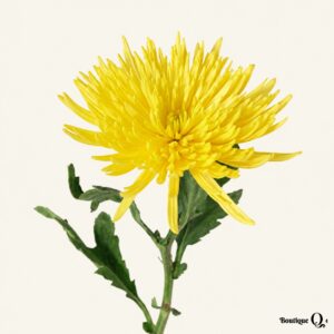 Chrysanthème Fidji jaune sur fond ivoire, logo original Boutique Q4