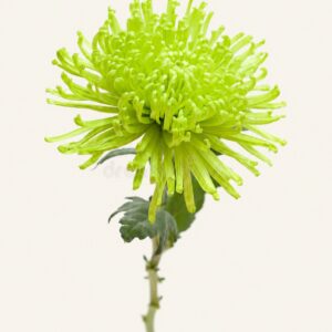 Chrysanthème Fidji vert sur fond ivoire, logo original Boutique Q4