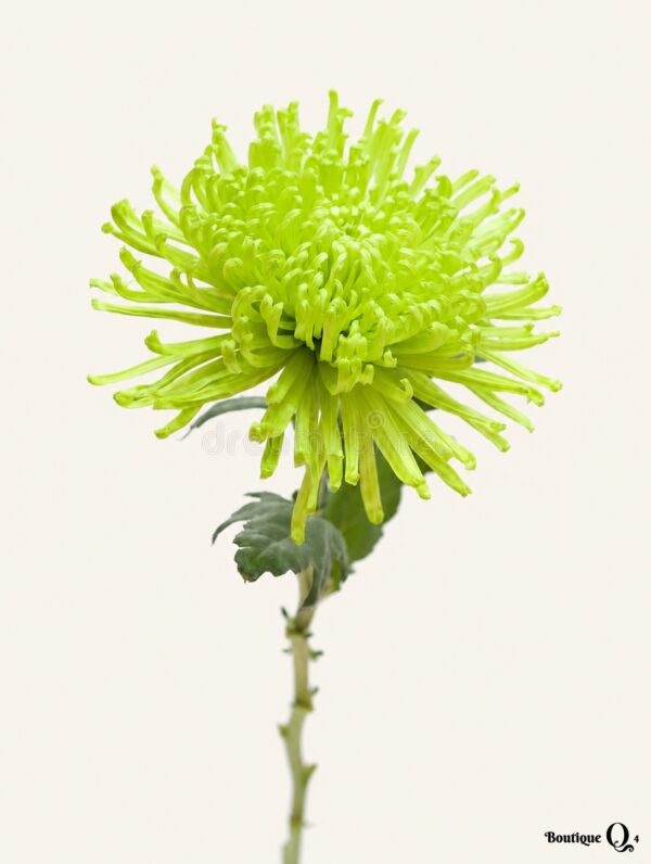 Chrysanthème Fidji vert sur fond ivoire, logo original Boutique Q4