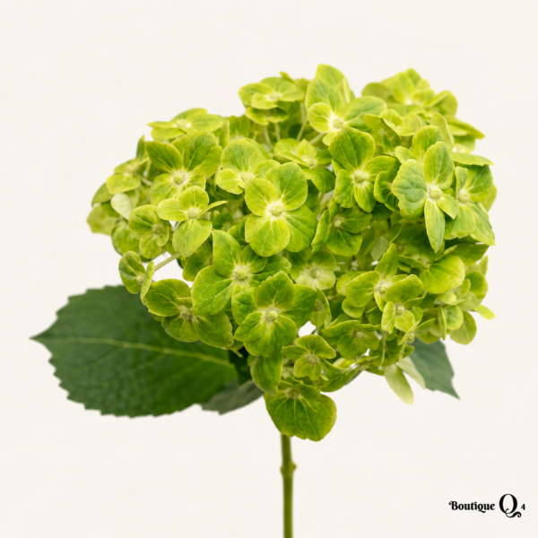 Hydrangée verte sur fond ivoire pâle — Boutique Q4
