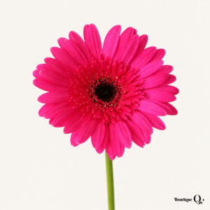 Gerbera fuchsia sur fond ivoire pâle