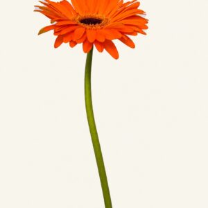 Gerbera orange sur fond ivoire, logo original Boutique Q4