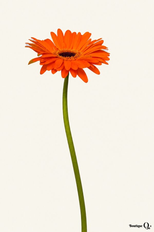 Gerbera orange sur fond ivoire, logo original Boutique Q4
