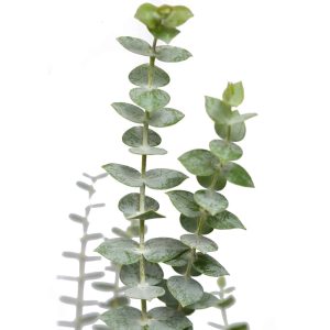 Eucalyptus baby blue