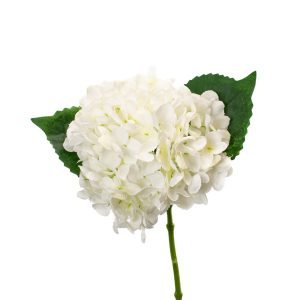 Hydrangée blanc